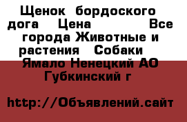 Щенок  бордоского  дога. › Цена ­ 60 000 - Все города Животные и растения » Собаки   . Ямало-Ненецкий АО,Губкинский г.